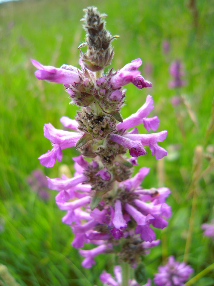 Image of Betonica officinalis specimen.