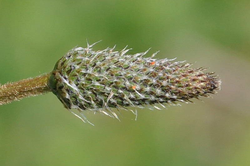 Image of Plantago lanceolata specimen.