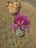 Centaurea adpressa. Соцветие и осыпавшееся соплодие (слева). Украина, Донецкая обл., Новоазовский р-н, балка Безыменная, степь. 14.07.2012.