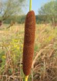 Typha laxmannii