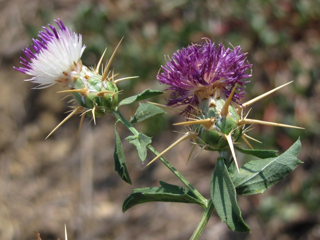 Image of Centaurea iberica specimen.