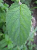 Mentha longifolia