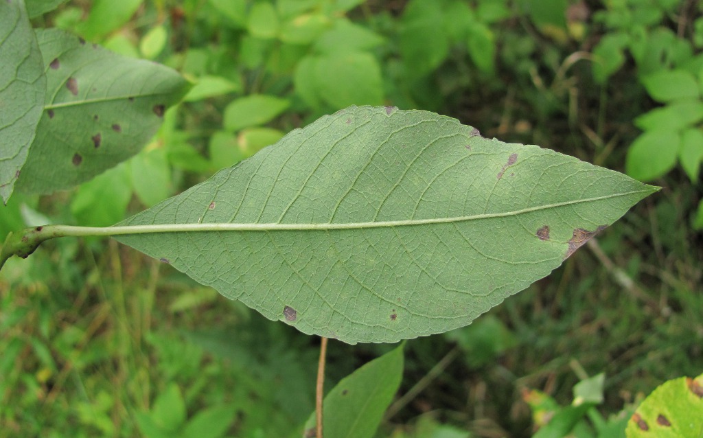 Image of Salix &times; ludificans specimen.