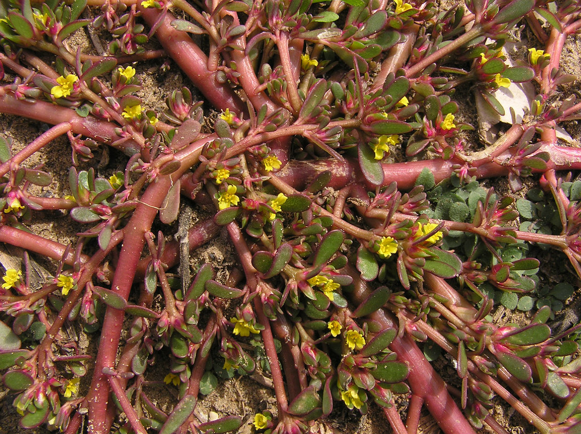 Image of Portulaca oleracea specimen.