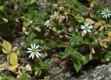 Myosoton aquaticum