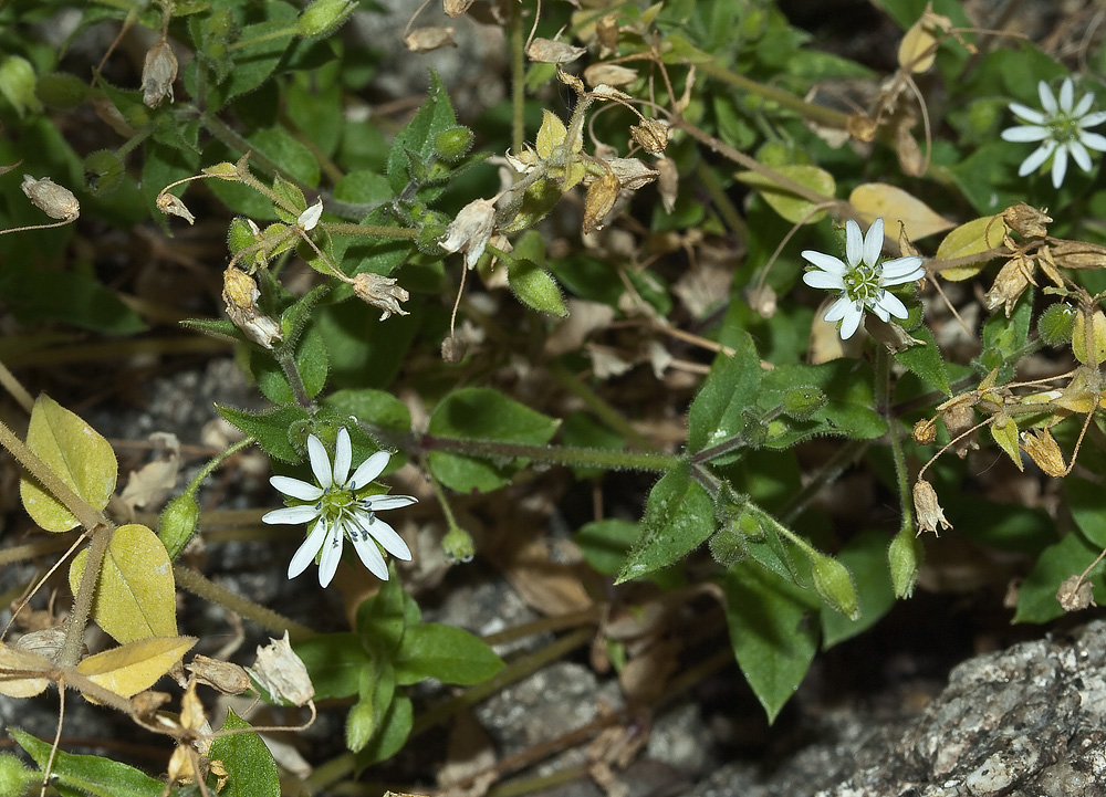 Изображение особи Myosoton aquaticum.