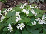 Oxalis triangularis