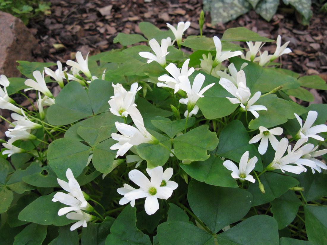 Изображение особи Oxalis triangularis.