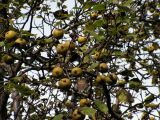 Pyrus ussuriensis. Часть ветви с плодами. Хабаровский край, Ванинский р-н, пос. Высокогорный, в культуре. 25.09.2012.