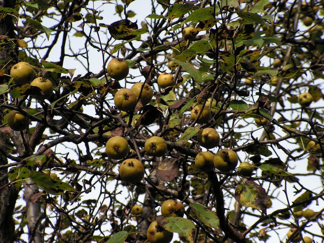 Image of Pyrus ussuriensis specimen.