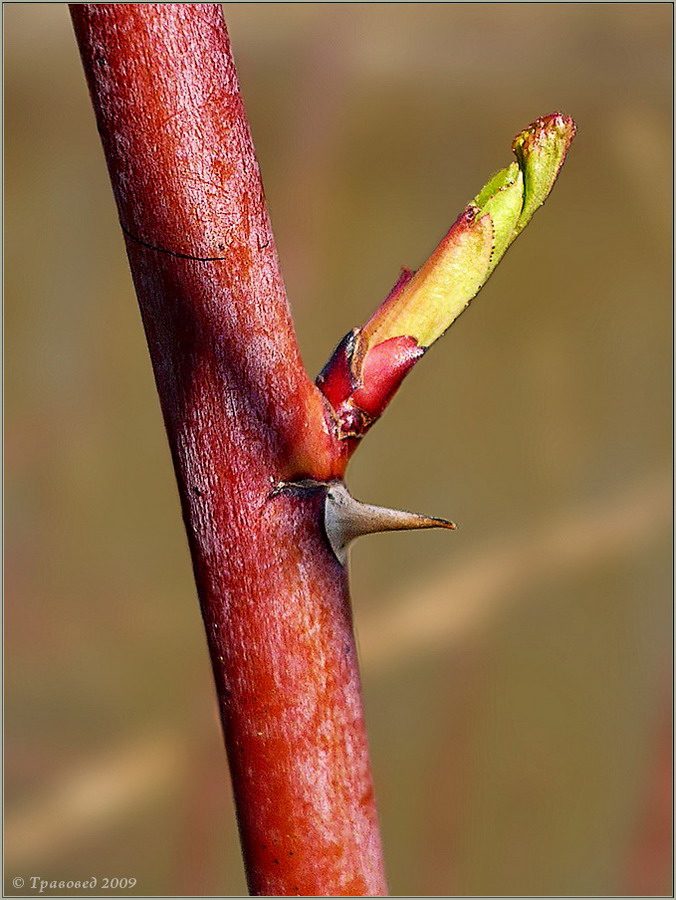 Image of Rosa pratorum specimen.