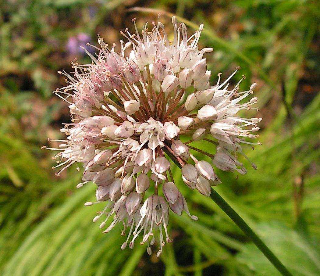 Image of Allium maackii specimen.