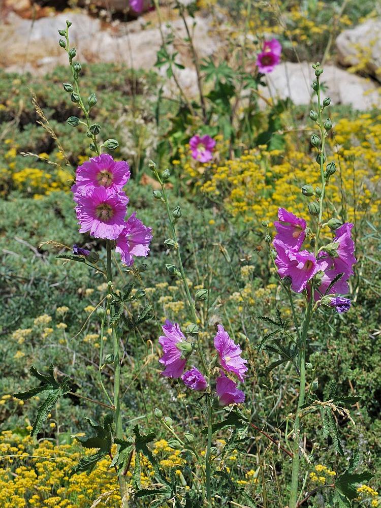 Изображение особи Alcea dissecta.