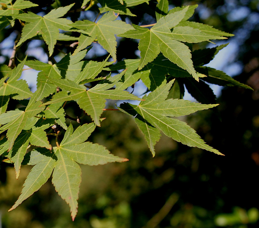 Изображение особи Acer palmatum.