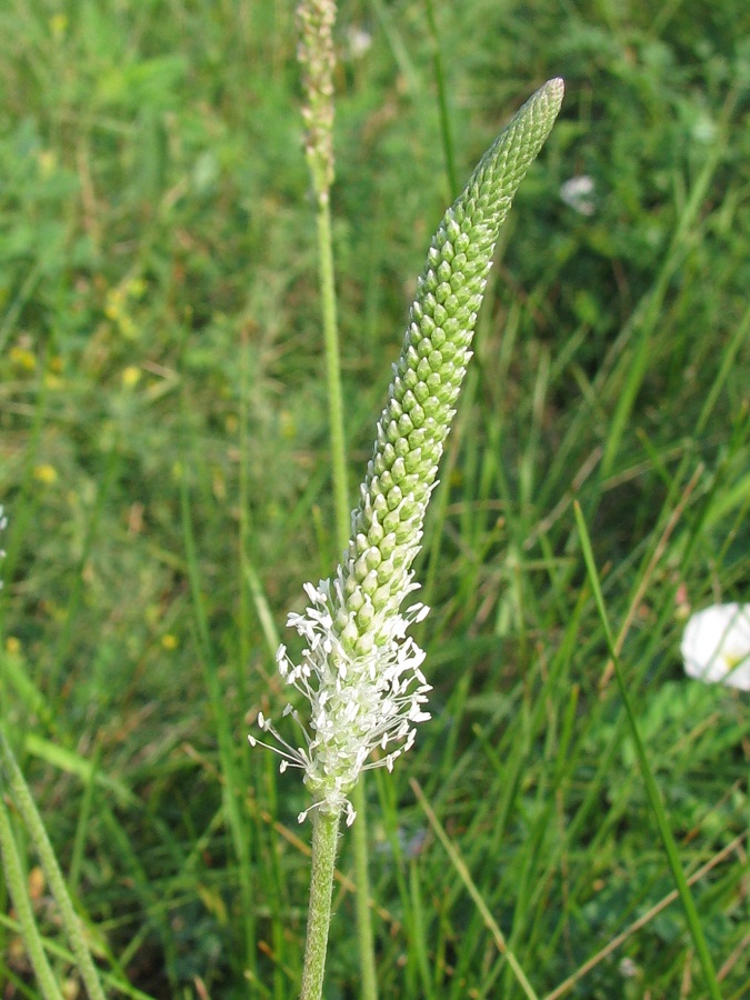 Изображение особи Plantago urvillei.