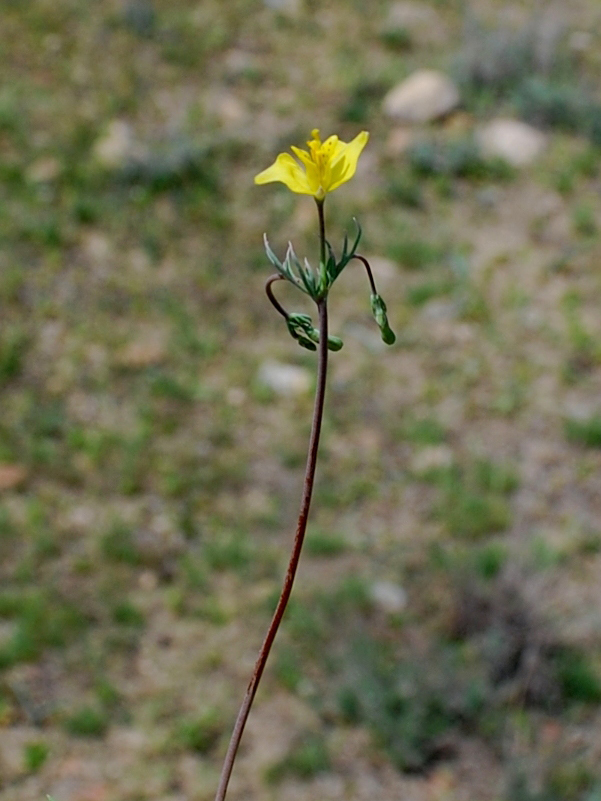 Image of Hypecoum parviflorum specimen.