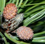 Pinus