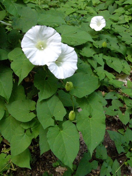 Image of Calystegia silvatica specimen.