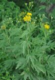 Senecio cannabifolius