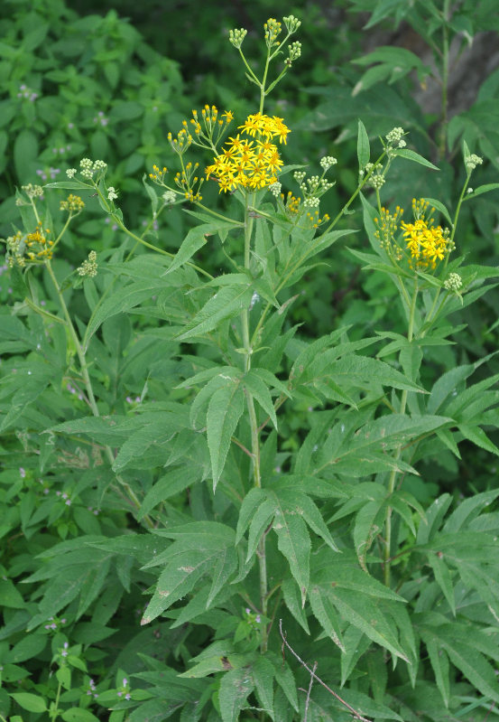 Image of Senecio cannabifolius specimen.