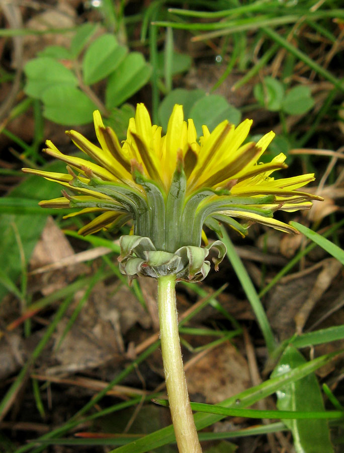 Изображение особи Taraxacum erythrospermum.
