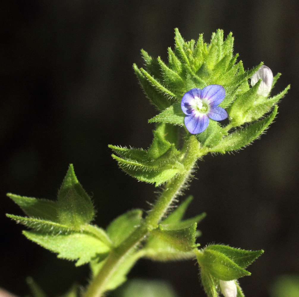 Image of Veronica campylopoda specimen.