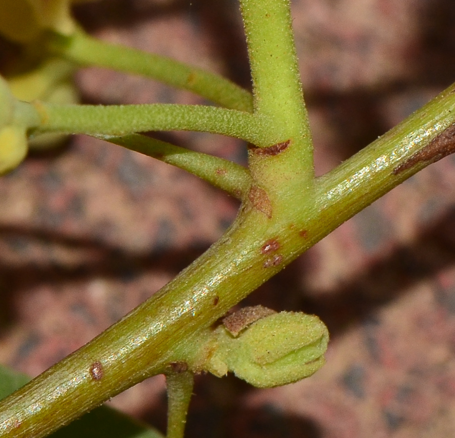 Изображение особи Brachychiton rupestris.