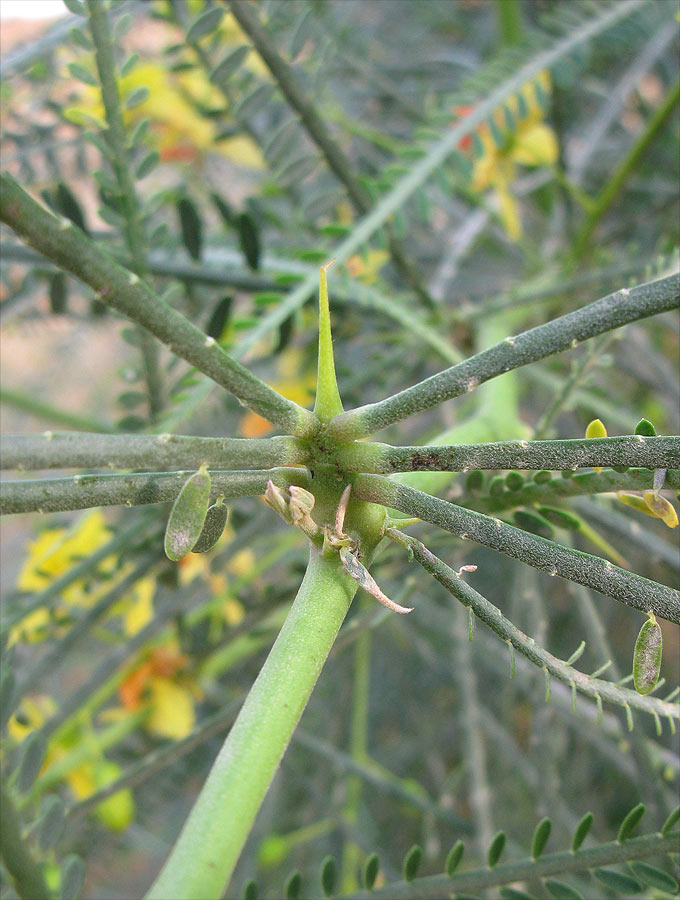 Image of Parkinsonia aculeata specimen.