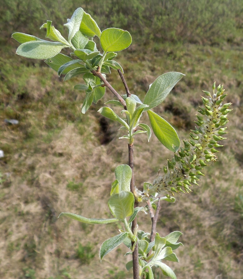 Изображение особи Salix &times; puberula.