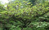 Hamamelis mollis