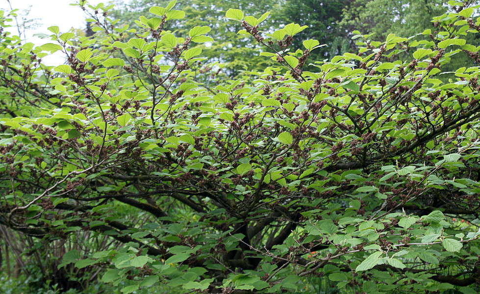 Изображение особи Hamamelis mollis.