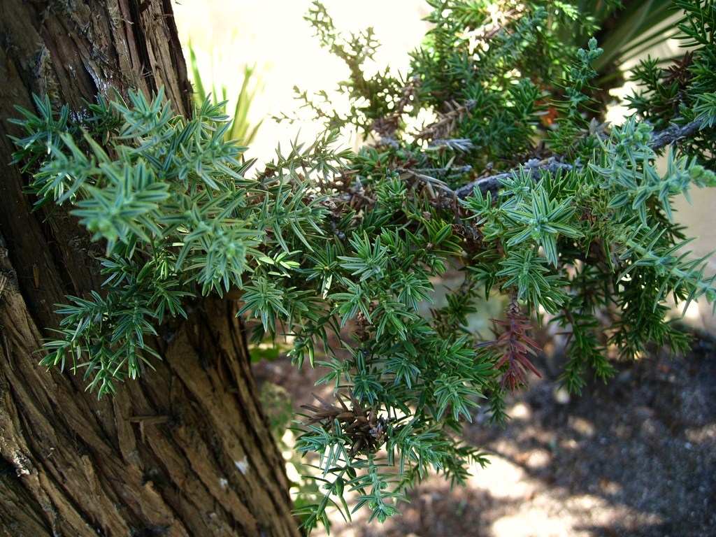 Изображение особи Juniperus drupacea.