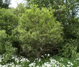 Salix gmelinii. Взрослое растение. Московская обл., Лотошинский р-н, окр. дер. Савостино. 07.06.2013.