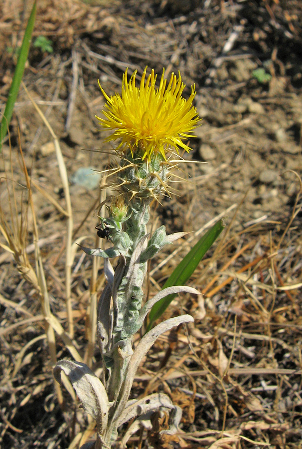 Image of Centaurea solstitialis specimen.