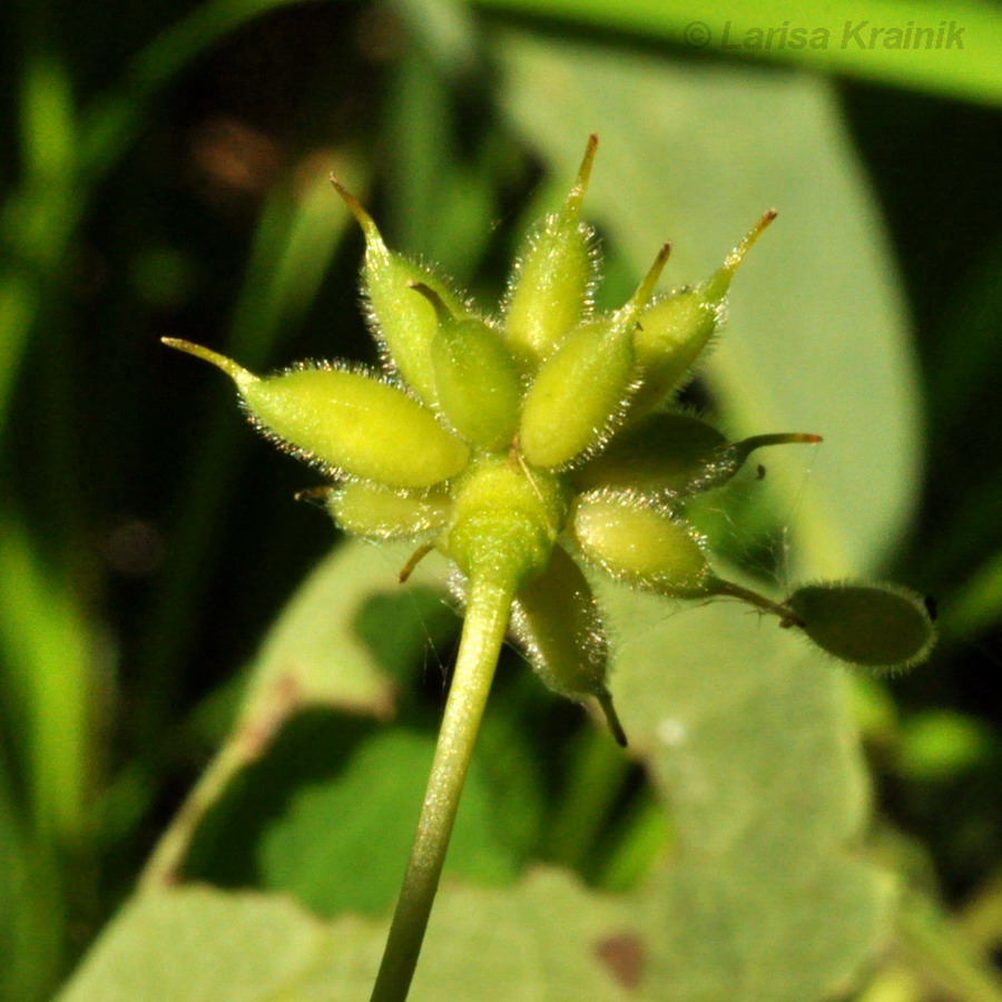 Изображение особи Anemone udensis.