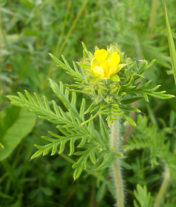 Изображение особи Potentilla conferta.