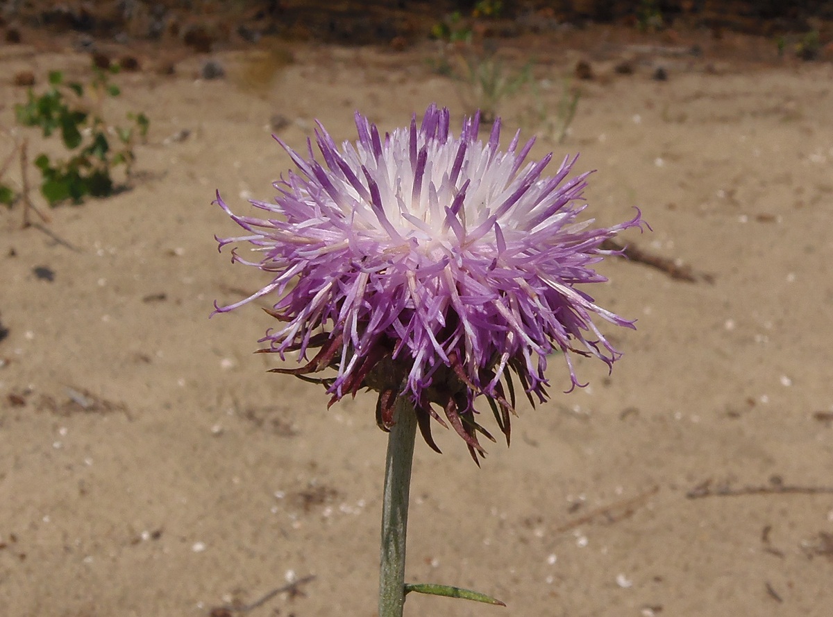 Изображение особи Jurinea pseudocyanoides.