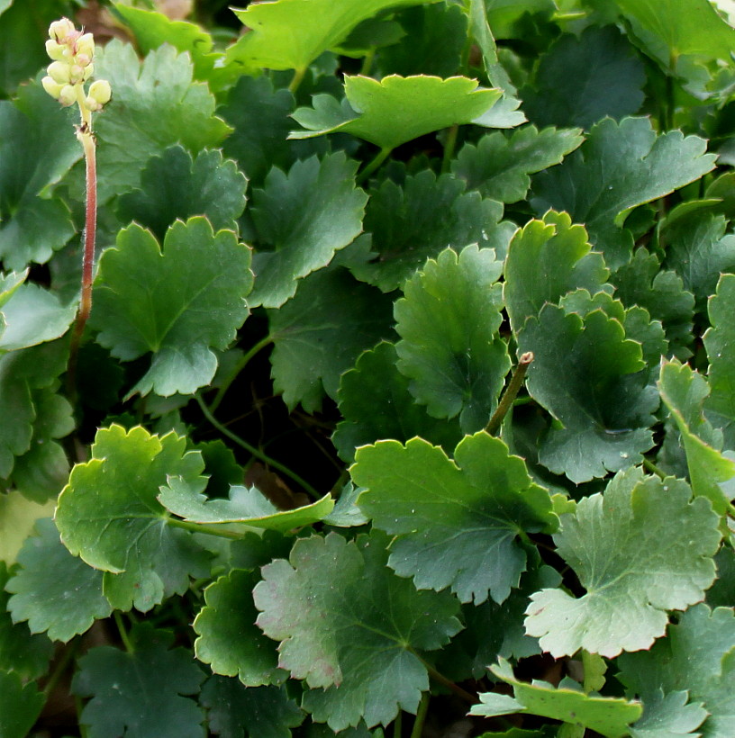 Изображение особи род Heuchera.