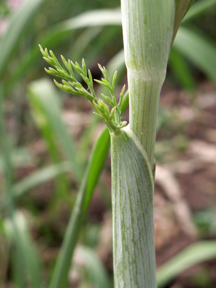 Image of Ferula tschuiliensis specimen.