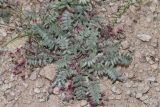 Oxytropis pseudoleptophysa. Цветущее растение. Узбекистан, Сурхандарьинская обл., Шерабадский р-н, вост. склон хр. Кугитангтау, Сурханский государственный заповедник, по щебнистым склонам. 03.06.2013.