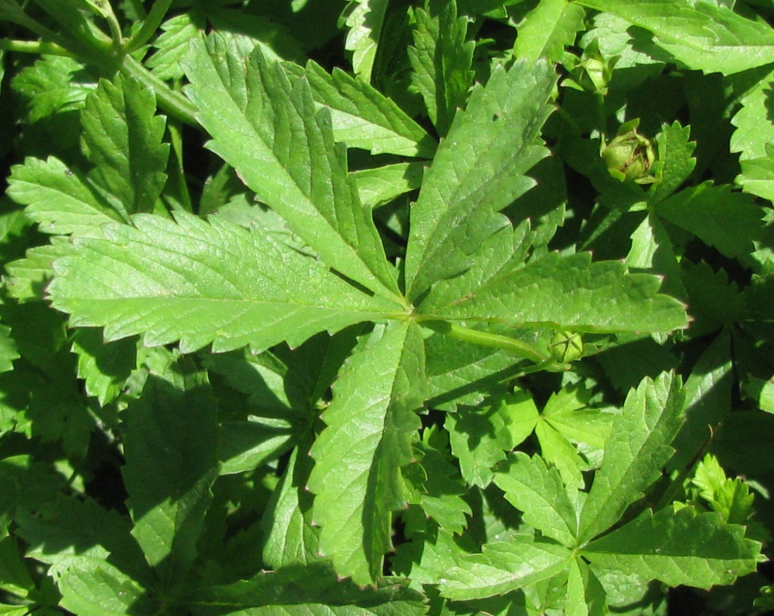Image of Potentilla reptans specimen.