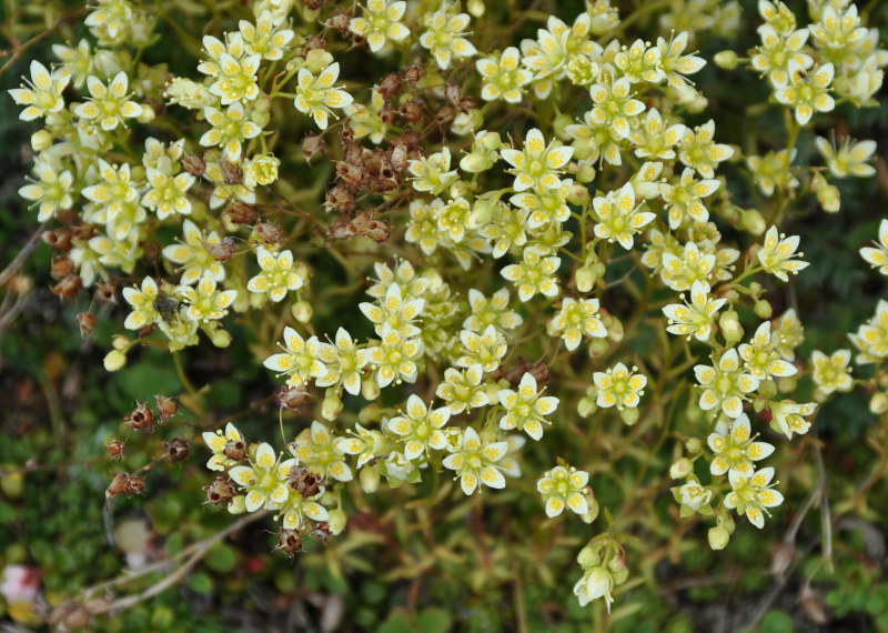 Изображение особи Saxifraga funstonii.