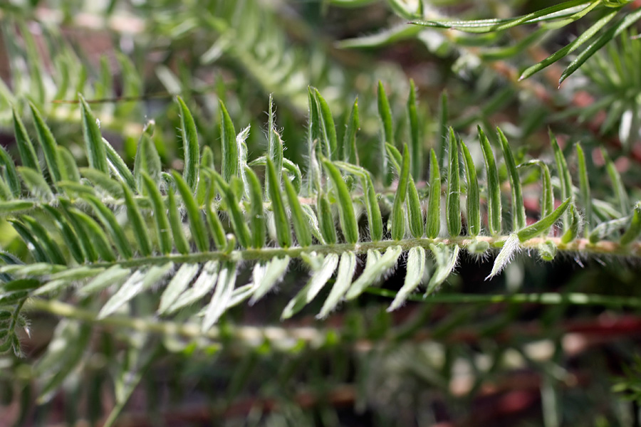 Image of Oxytropis subcapitata specimen.