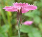 Dianthus fischeri. Цветок. Московская обл. Щелковский район, склон при излучине реки Клязьма, у посёлка Образцово. 31.08.2013.