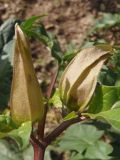 Datura stramonium var. tatula