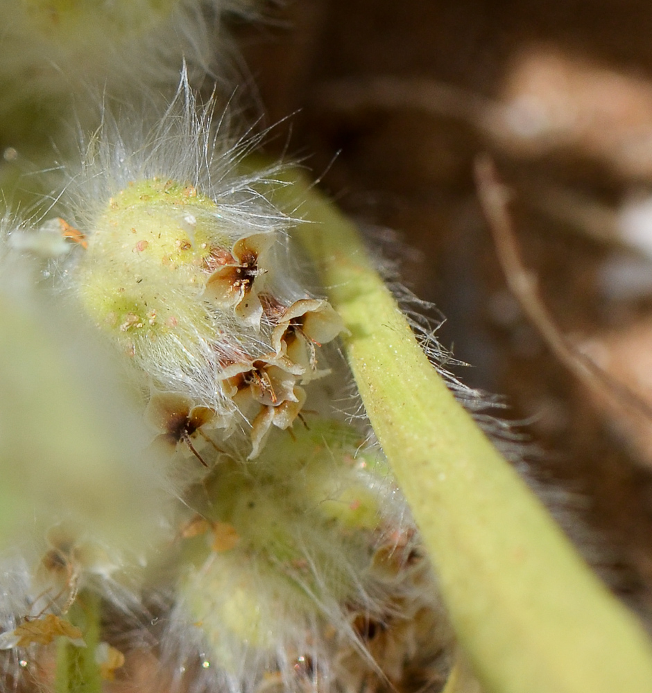Image of Plantago cretica specimen.