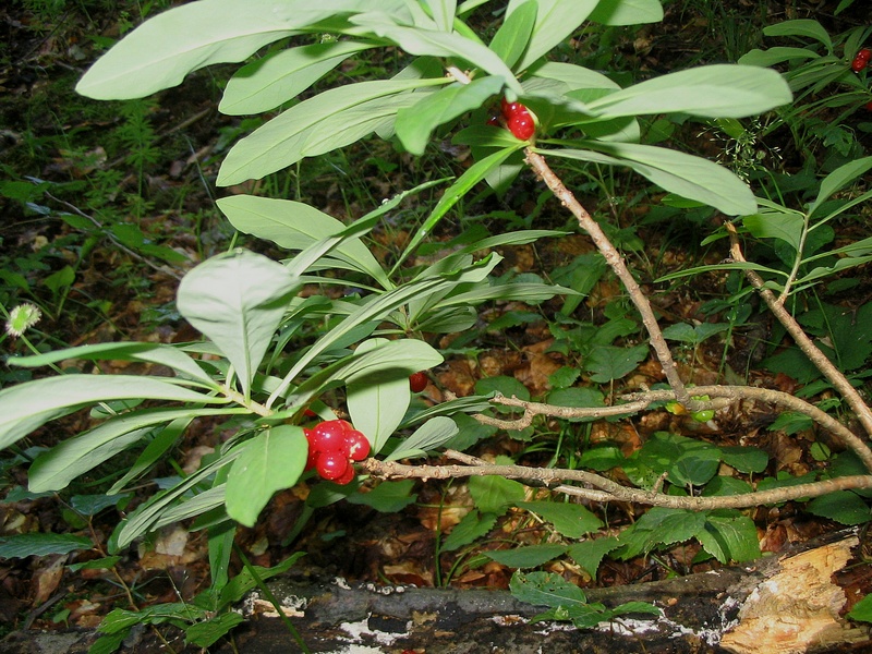 Image of Daphne mezereum specimen.