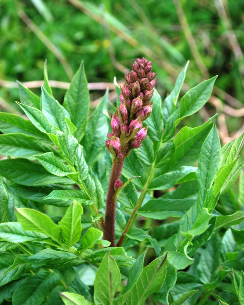 Изображение особи Dictamnus angustifolius.