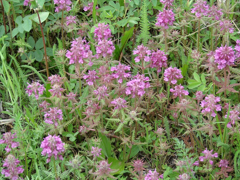 Image of Pedicularis verticillata specimen.