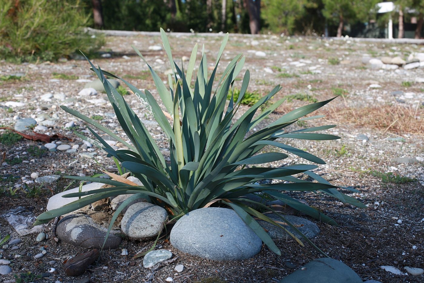 Изображение особи Pancratium maritimum.